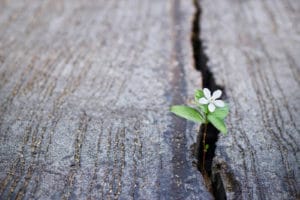 white flower growing on crack street, soft focus